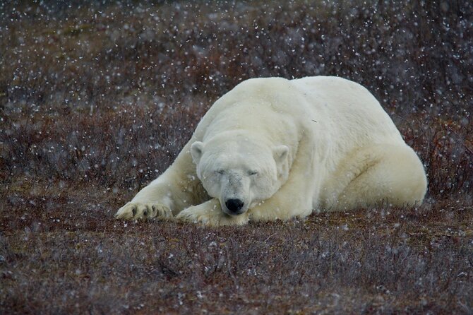 Tundra Buggy Autumn Day Tours - Who will get the most from this tour