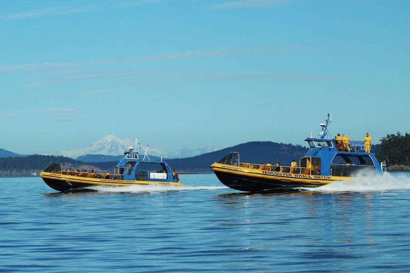 Vancouver, BC: Whale Watching Tour with Guide - Key points to know before booking