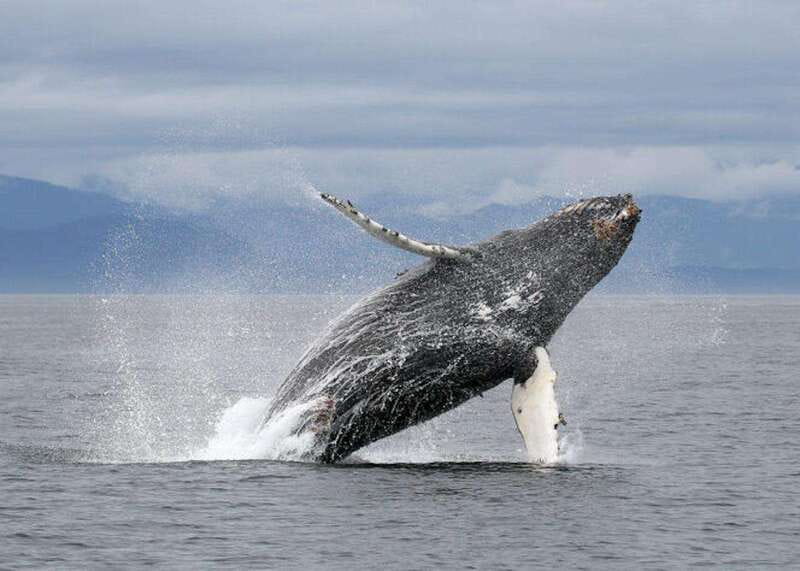 Vancouver, BC: Whale Watching Tour with Guide - The real attraction: wild whales on their own terms