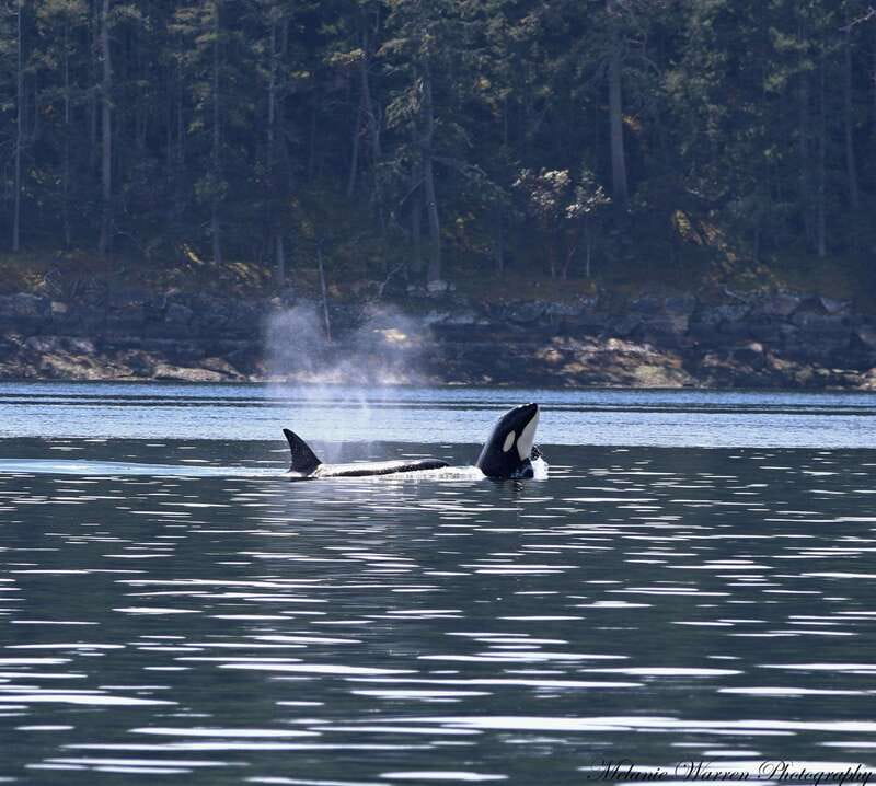 Vancouver, BC: Whale Watching Tour with Guide - A modern boat built for watching marine life