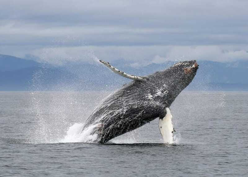 Vancouver, BC: Whale Watching Tour with Guide - What the five hours feel like