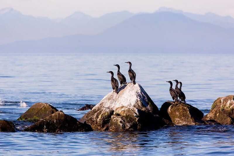 Vancouver, BC: Whale Watching Tour with Guide - Price, value, and the small extras