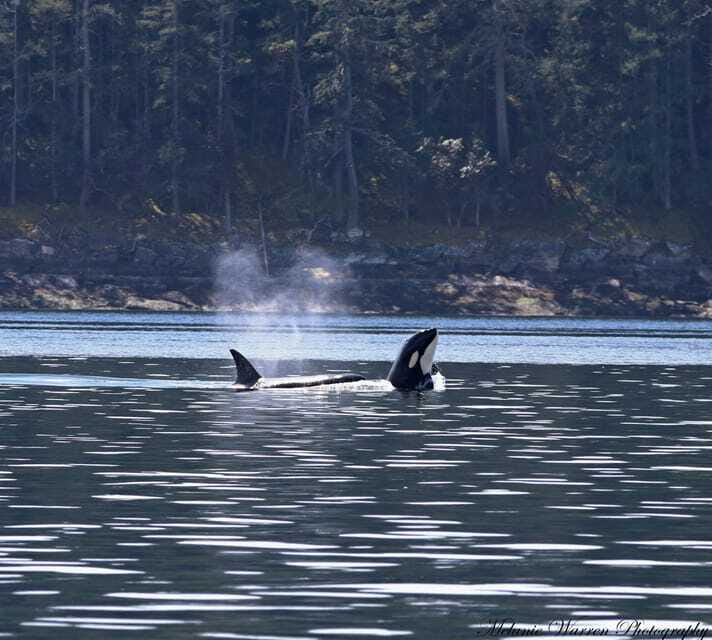 Vancouver, BC: Whale Watching Tour with Guide - Useful planning details before you go