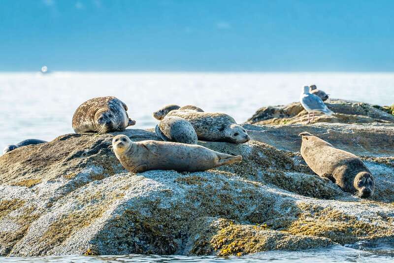 Vancouver: Boat to Bowen Island on UNESCO Howe Sound Fjord - How the $138 price works out