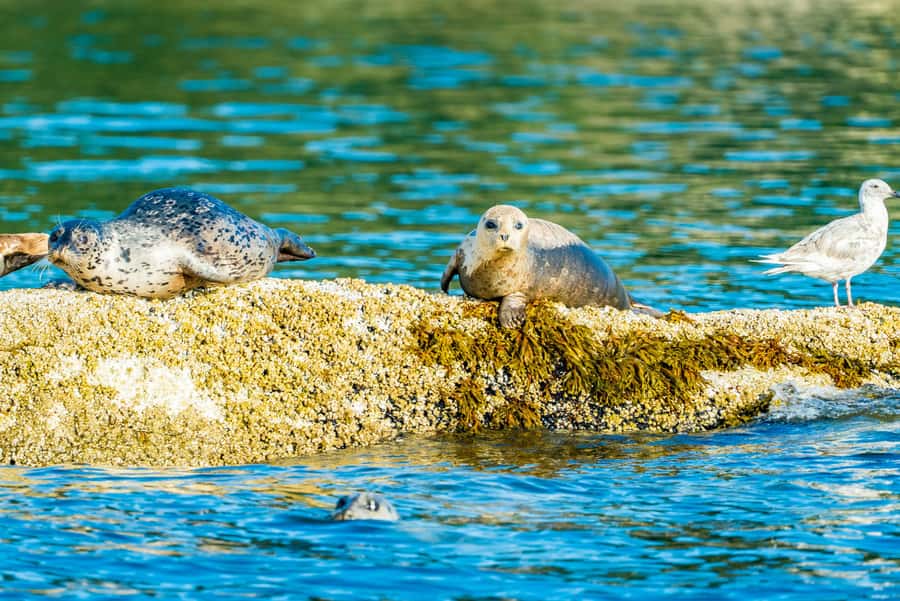 Vancouver: City and Seal Boat Tour - Key points before you book