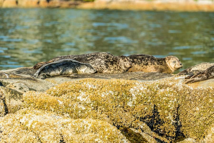Vancouver: City and Seal Boat Tour - Is the $71 price fair?