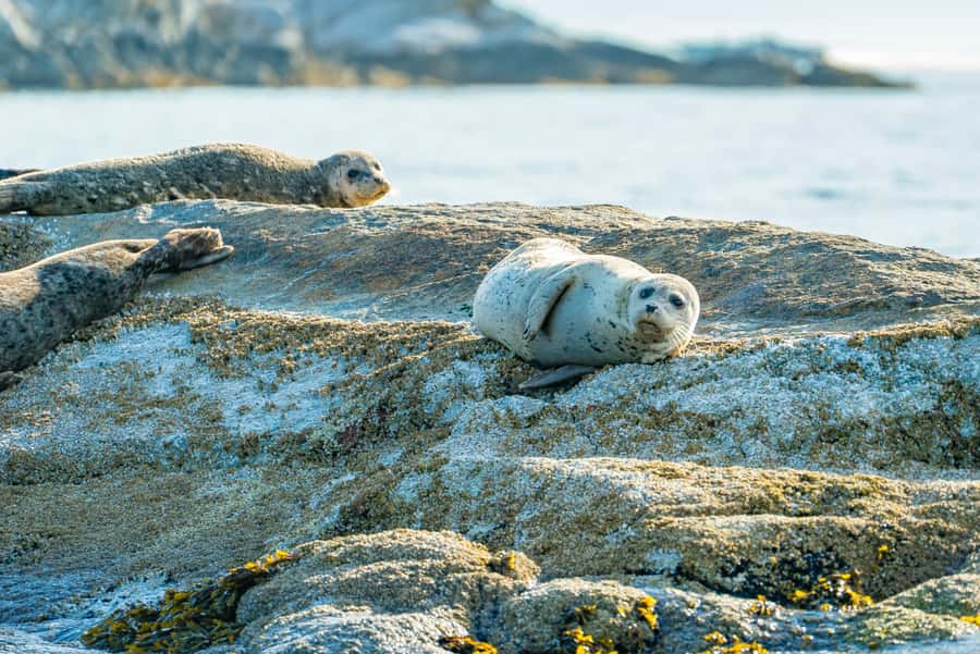 Vancouver: City and Seal Boat Tour - The seal colony is the wildlife highlight