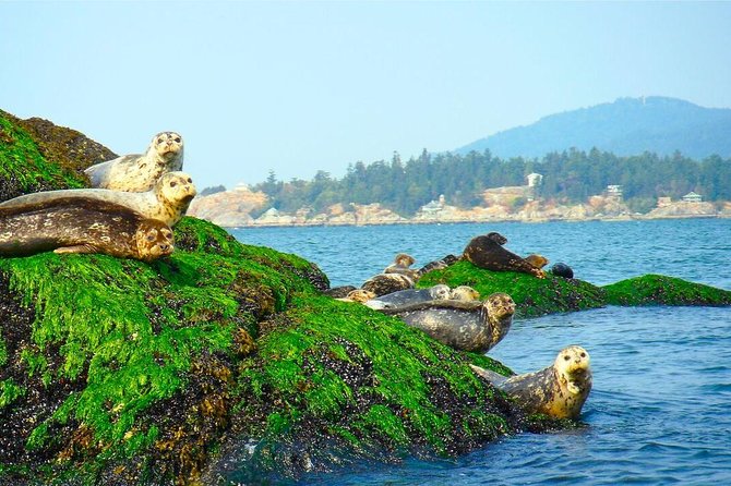 Vancouver City and Seal Colony Scenic Boat Tour - Granville Island sets an easy starting point