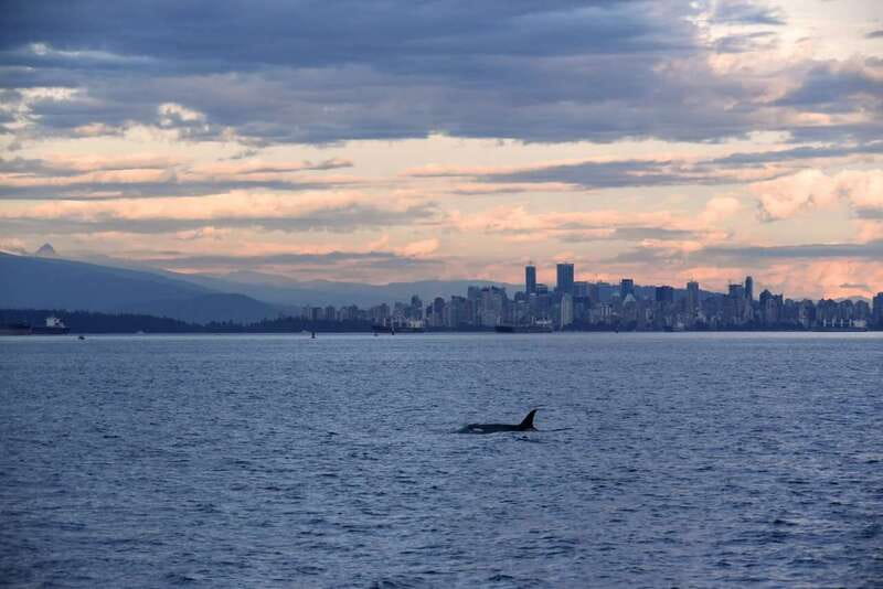 Vancouver: Covered Whale Watching Adventure with Free Photos - Key points to know before you book