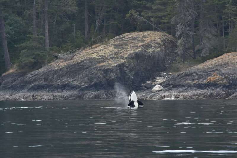 Vancouver: Covered Whale Watching Adventure with Free Photos - Who should book this tour?