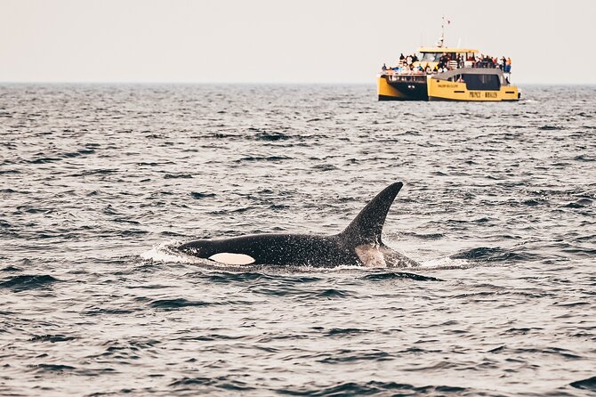 Vancouver Half-Day Whale Watching Adventure with Free Photos - The essential details at a glance