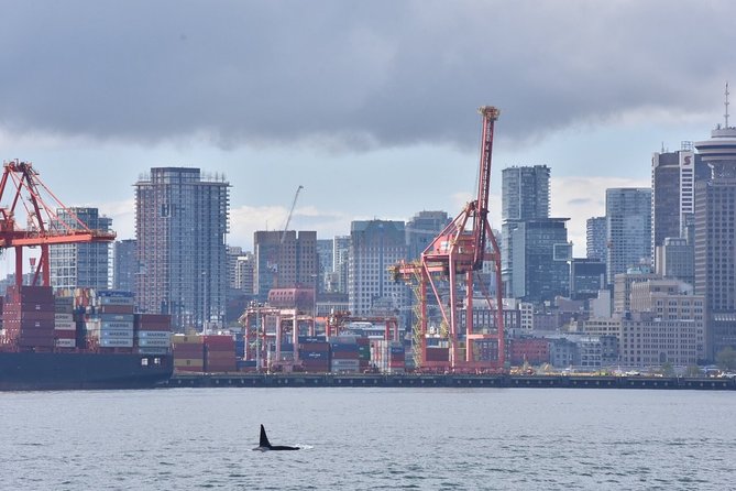 Vancouver Half-Day Whale Watching Adventure with Free Photos - Free photos change how you watch