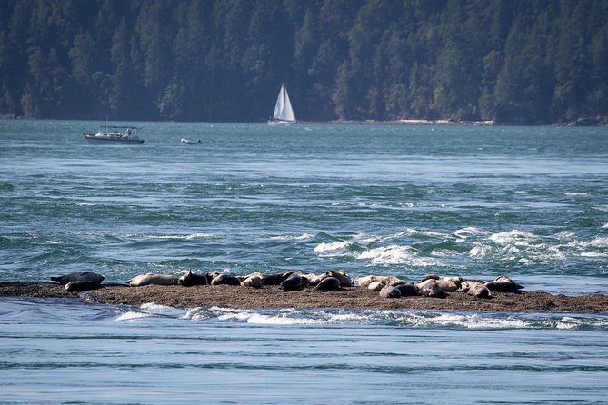 Vancouver Half-Day Whale Watching Adventure with Free Photos - Who will enjoy this most?
