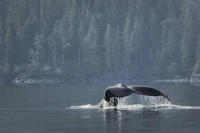 Vancouver Island Half-Day Whale Watching Tour - Telegraph Cove - Leaving Telegraph Cove Marina for Johnstone Strait