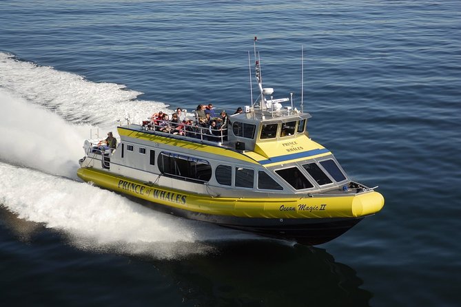Vancouver Island Half-Day Whale Watching Tour - Telegraph Cove - The guides make the difference