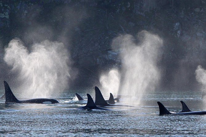 Vancouver Island Half-Day Whale Watching Tour - Telegraph Cove - Who will enjoy this outing most?