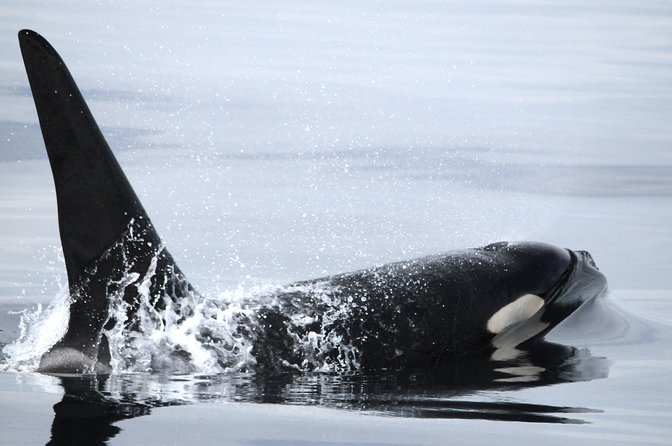 Vancouver Island Zodiac Whale Watching Adventure - Telegraph Cove - Why the small group matters