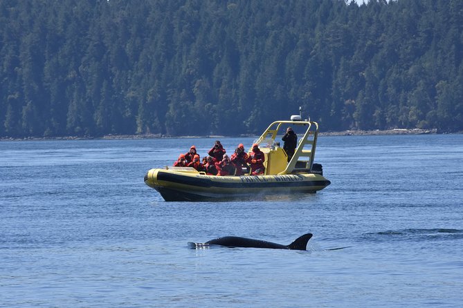 Vancouver Island Zodiac Whale Watching Adventure - Telegraph Cove - Should you book the Telegraph Cove Zodiac tour?