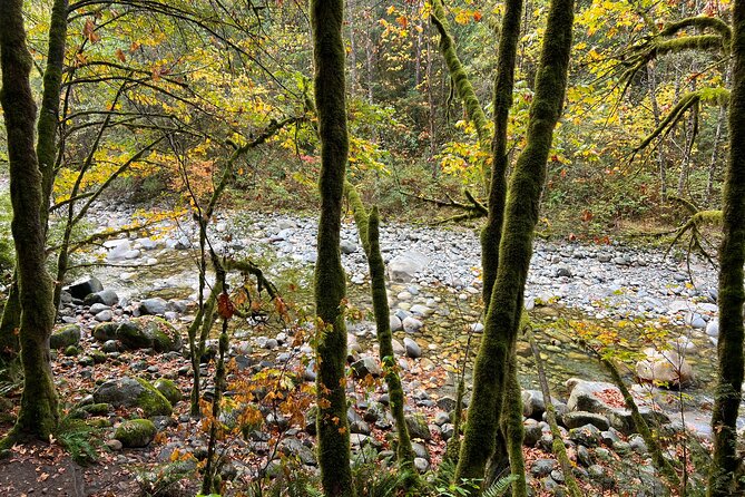 Vancouver Rainforest Hike with Waterfalls, Suspension Bridge, Old Growth Forest - Is $58.56 good value?