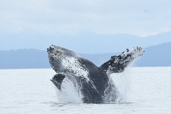 Vancouver's Intimate West Coast Whale Watching Experience - What makes this whale tour worth considering