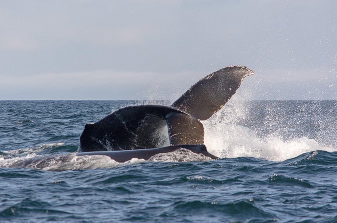 Vancouver's Intimate West Coast Whale Watching Experience - Stanley Park, English Bay, and the Vancouver shoreline