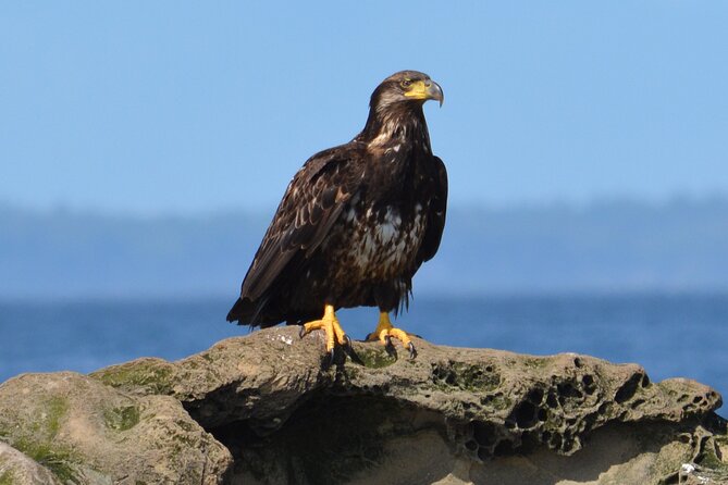 Vancouver's Intimate West Coast Whale Watching Experience - Price, time, and overall value