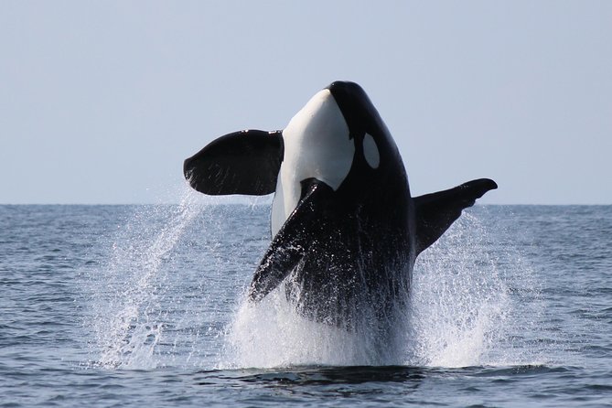 Vancouver's Intimate West Coast Whale Watching Experience - Searching the Salish Sea and Strait of Georgia