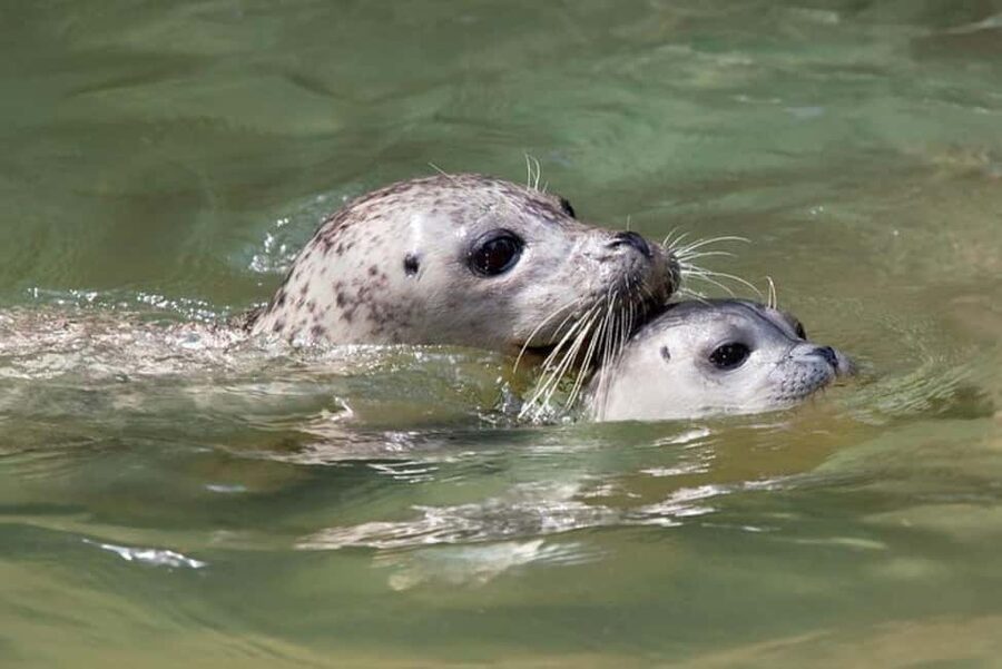 Vancouver: Snorkel, Kayak, and Seal Adventure Boat Tour - Key points at a glance