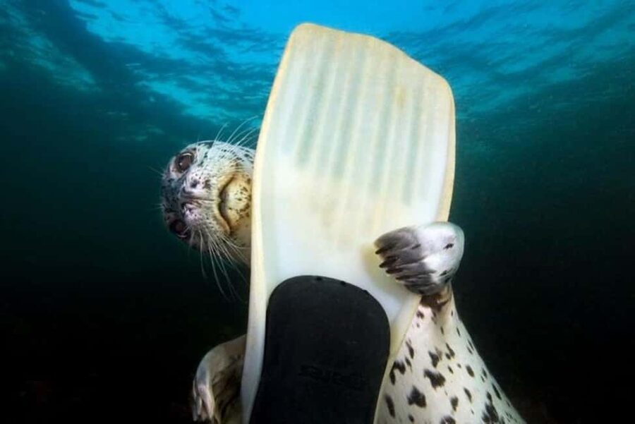 Vancouver: Snorkel, Kayak, and Seal Adventure Boat Tour - Snorkeling in Howe Sound