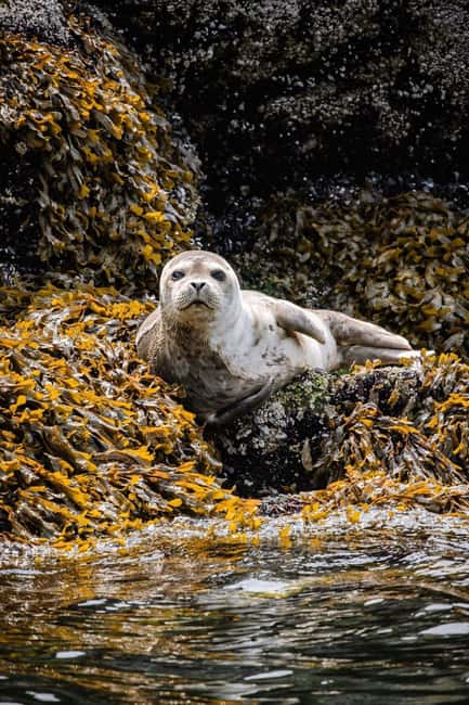 Vancouver: Snorkel, Kayak, and Seal Adventure Boat Tour - The scenery is worth the boat time