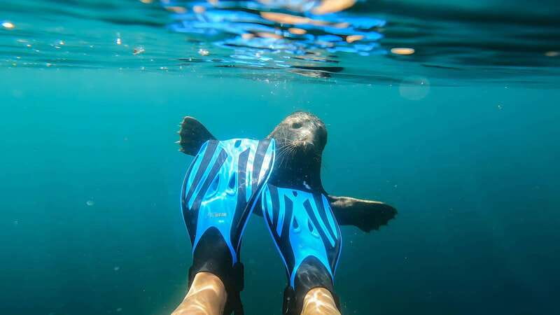 Vancouver: Snorkeling Seals Kayaking Scenic Boat Tour - Who will enjoy this trip most?