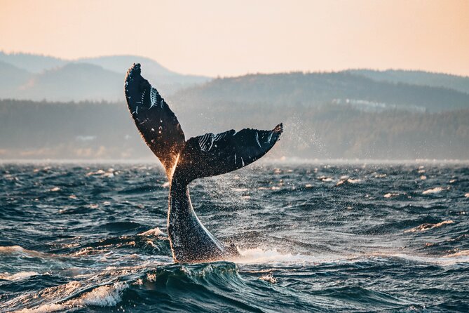 Vancouver Sunset Whale Watching Adventure with Free Photos - Key points to know before you sail