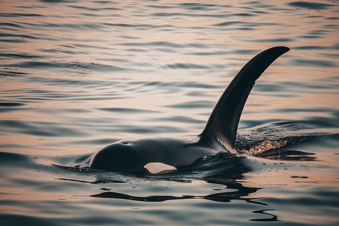 Vancouver Sunset Whale Watching Adventure with Free Photos - How long is five hours on the water?