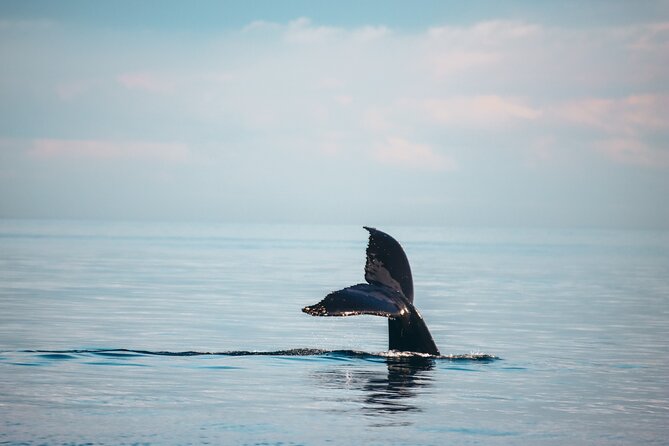 Vancouver Sunset Whale Watching Adventure with Free Photos - Finding orcas and humpbacks in the wild