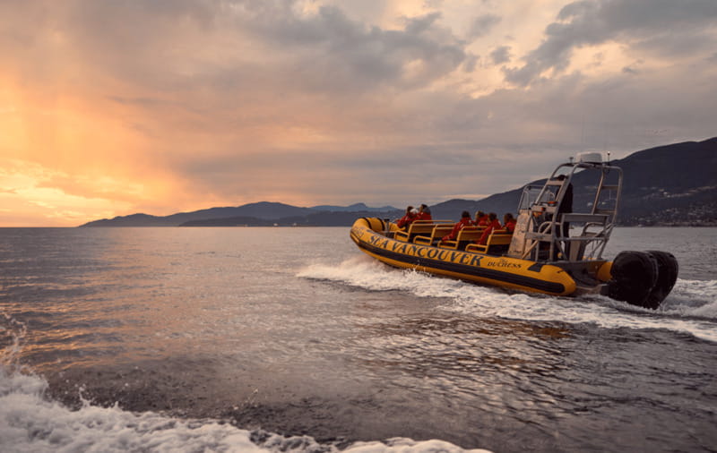 Vancouver: Waterfront Sightseeing Tour - City and Harbour - Wildlife: a welcome bonus, not the main promise