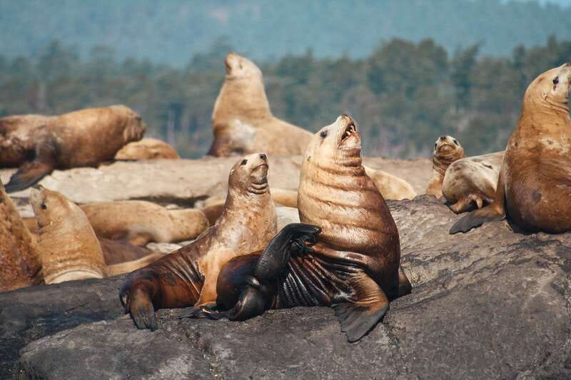 Victoria: 3-Hour Whale Watching Tour - How the naturalists turn sightings into a lesson