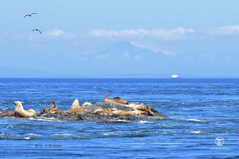 Victoria: 3-Hour Whale Watching Tour - The main search: orcas and humpback whales