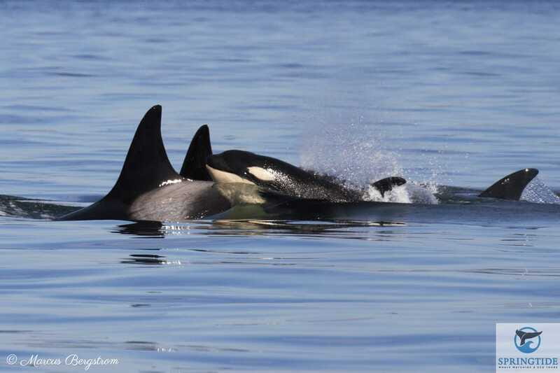 Victoria: 3-Hour Whale Watching Tour - Seals, sea lions, otters, birds, and surprise sightings
