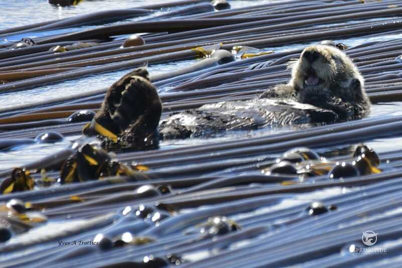 Victoria: 3-Hour Whale Watching Tour - The photo package is more useful than it sounds
