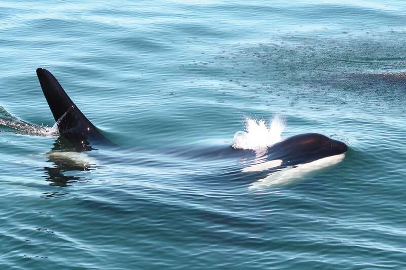 Victoria: 3-Hour Whale Watching Tour - Check-in at 1119 Wharf Street