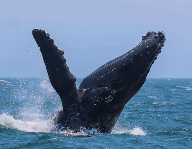 Victoria: 3-Hour Zodiac Whale-Watching Tour - The Victoria departure at 950 Wharf Street