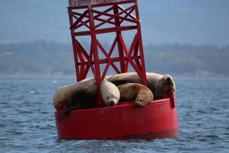 Victoria: 3-Hour Zodiac Whale-Watching Tour - Should you book this Victoria whale tour?