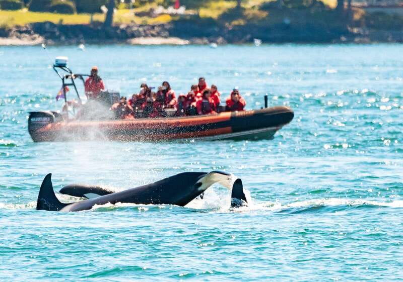 Victoria: 3-Hour Zodiac Whale-Watching Tour - The wildlife beyond the headline species