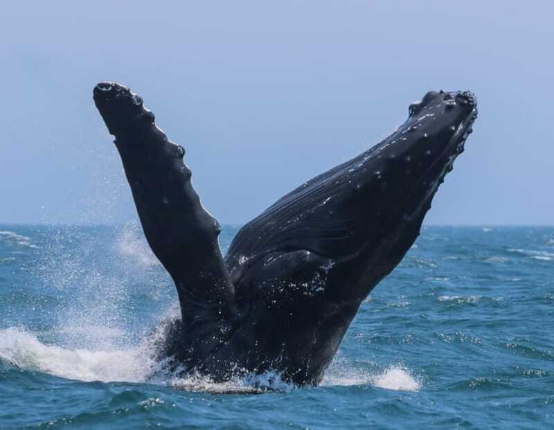 Victoria: 3-Hour Zodiac Whale-Watching Tour - Is $140 a fair price?