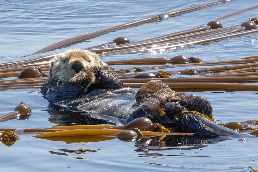 Victoria: 3-Hour Zodiac Whale-Watching Tour - Who should choose this boat?