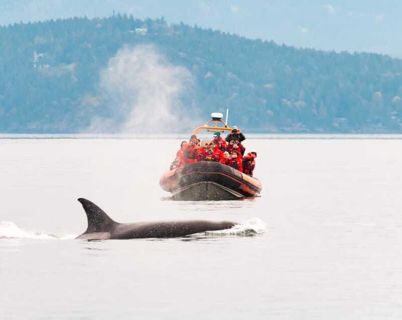 Victoria: 3-Hour Zodiac Whale-Watching Tour - What to bring and what to leave behind