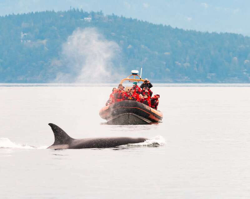 Victoria: 3-Hour Zodiac Whale-Watching Tour - Searching the Salish Sea for whales