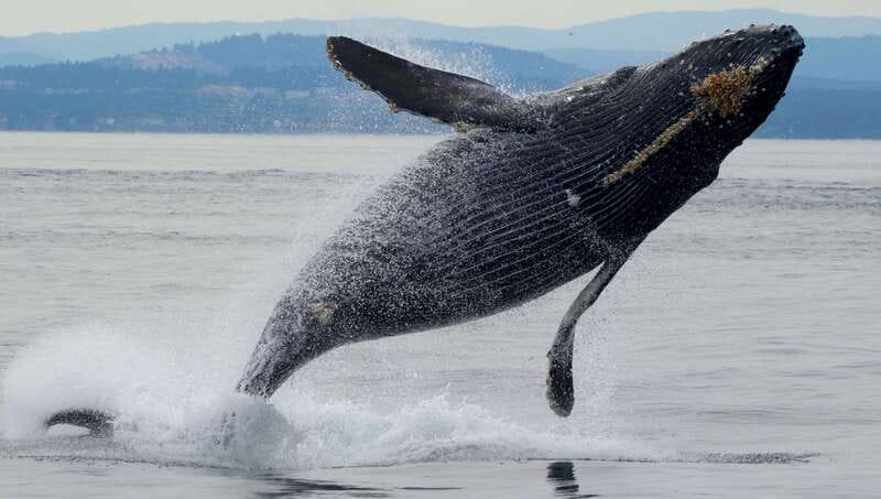 Victoria, BC: 3-Hour Ultimate Whale & Marine Wildlife Tour - Key points to know before you sail
