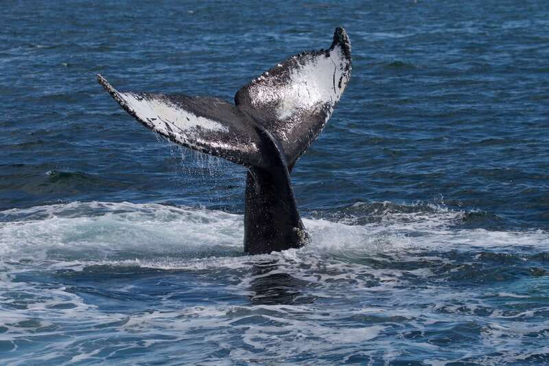 Victoria, BC: 3-Hour Ultimate Whale & Marine Wildlife Tour - Should you book the Victoria whale tour?