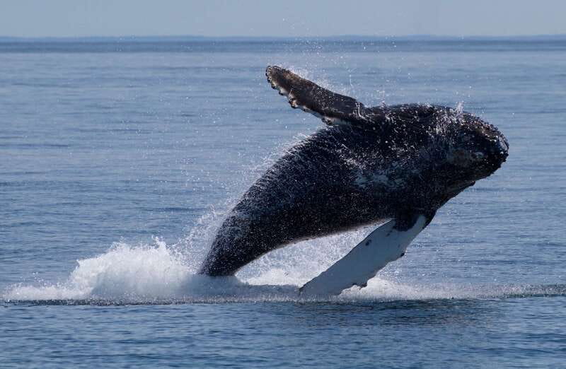 Victoria, BC: 3-Hour Ultimate Whale & Marine Wildlife Tour - Leaving Victoria’s Inner Harbour at 645 Humboldt Street